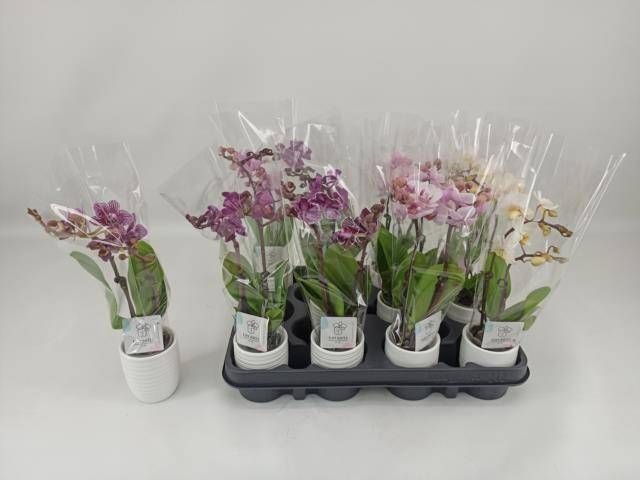 <h4>PHAL MINI</h4>