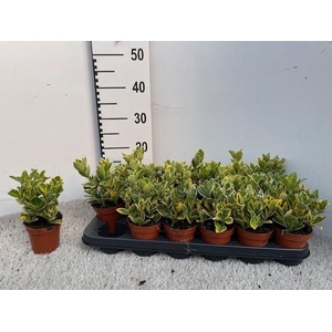 EUONYMUS JA MARIEKE