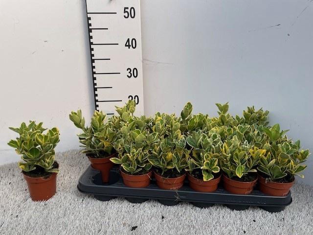 <h4>EUONYMUS JA MARIEKE</h4>
