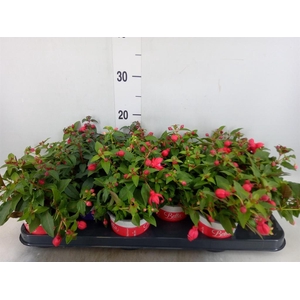 Fuchsia  'Bella Fuchsia Lydia'