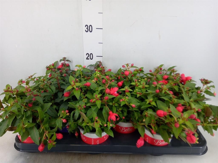 <h4>Fuchsia  'Bella Fuchsia Lydia'</h4>