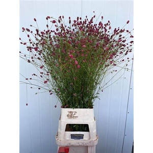 Sanguisorba O Arnhem