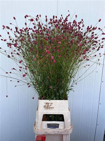 <h4>Sanguisorba O Arnhem</h4>