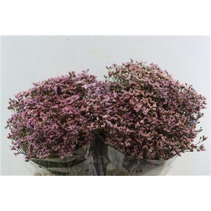 LIM SIN PINK ACTIVA (PARFUMED)