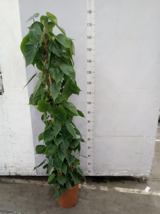 <h4>Philodendron scand.</h4>