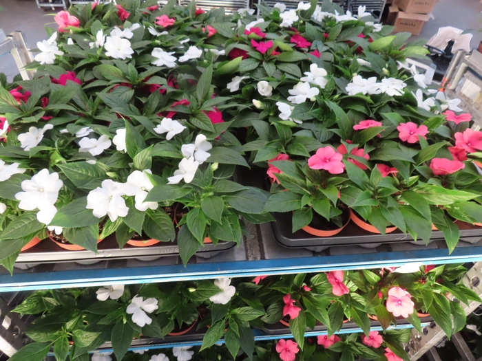 <h4>IMPAT NG MIXK 4 KL</h4>