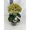 Hydr M Fusion Groen