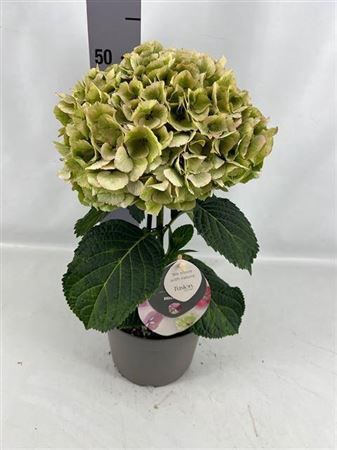 Hydr M Fusion Groen
