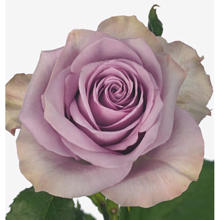 <h4>Rosa Nightingale</h4>