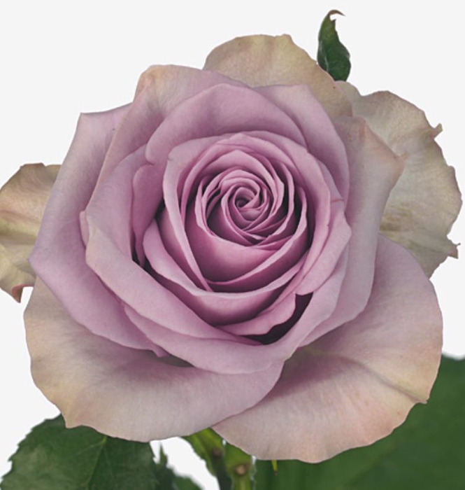 Rosa Nightingale