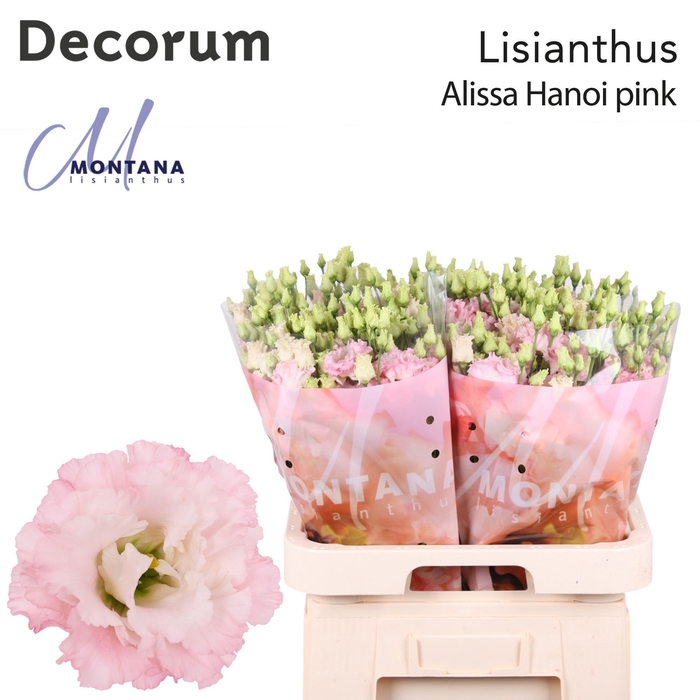 Lisianthus Alissa Hanoi pink 70cm