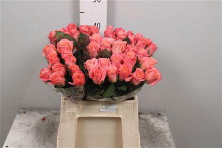 <h4>R Gr Miss Piggy+</h4>