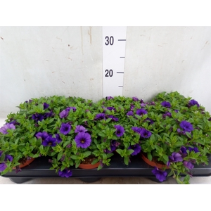 Calibrachoa  'Minifam Dk Blue'