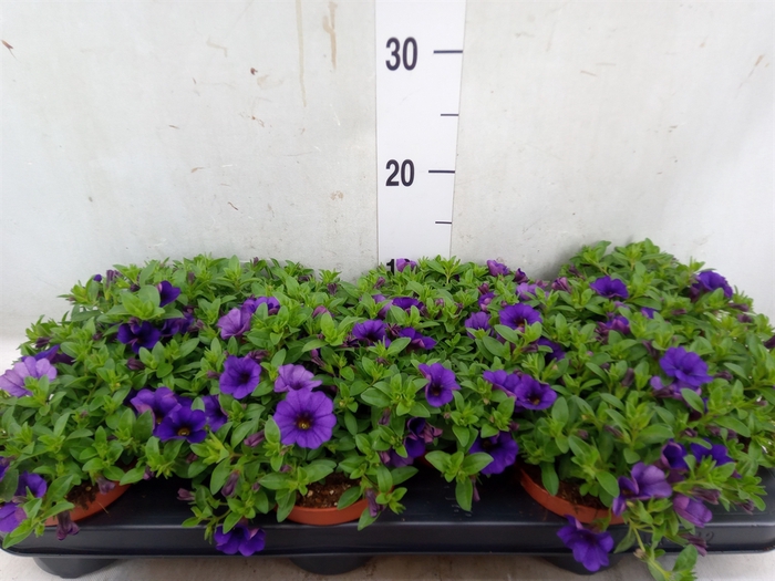 <h4>Calibrachoa  'Minifam Dk Blue'</h4>