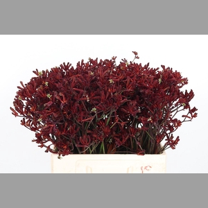 Anigozanthos Bush Ruby