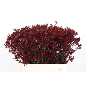 Anigozanthos Bush Ruby