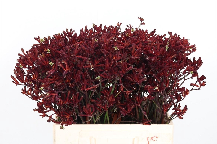 <h4>Anigozanthos Bush Ruby</h4>