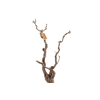 Syringa Branch Extra Fernand