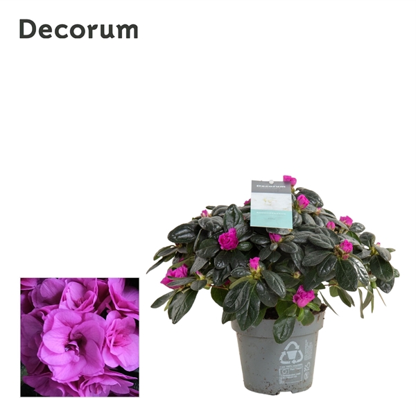 <h4>Azalea 12 cm Aiko Paars - Decorum</h4>