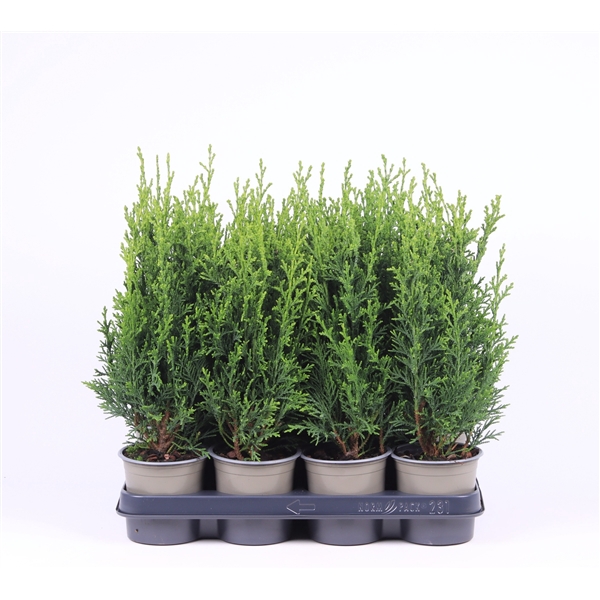 <h4>Chamaecyparis lawsoniana 'Robusta'</h4>