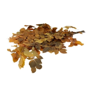 Bunch Fagus Pres. Slv 150g L80
