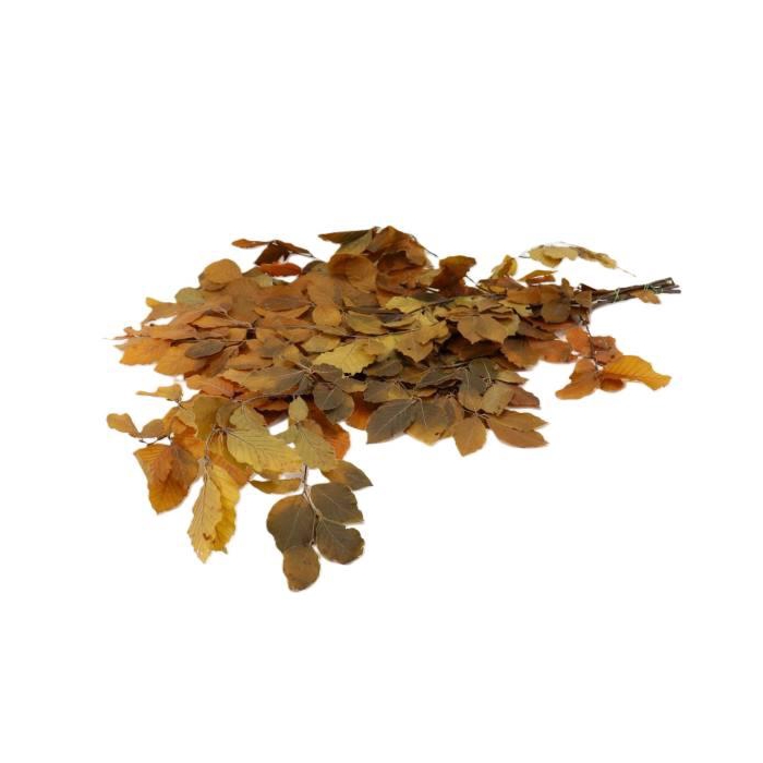 <h4>Bunch Fagus Pres. Slv 150g L80</h4>