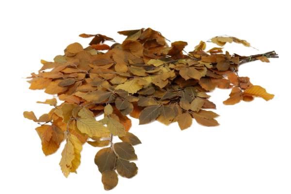 Bunch Fagus Pres. Slv 150g L80