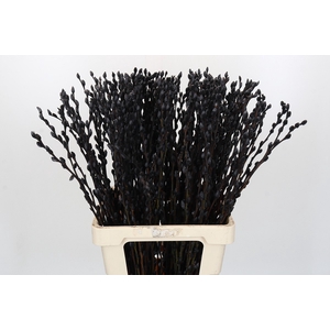 Salix Caprea Snow Flake P. Black