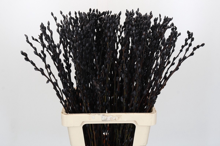 <h4>Salix Caprea Snow Flake P. Black</h4>