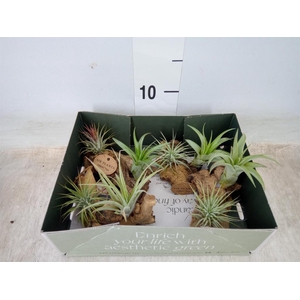 Arr.  Tillandsia L%