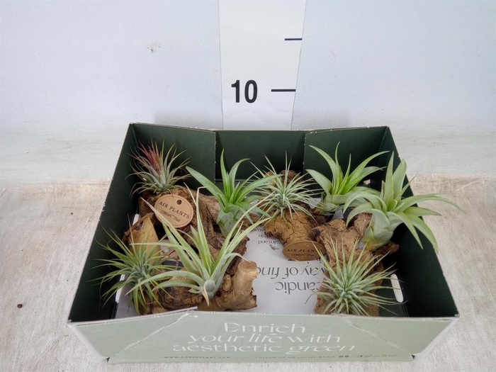 <h4>Arr.  Tillandsia L%</h4>