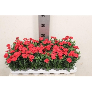 Dianthus mixkar 6 kleuren