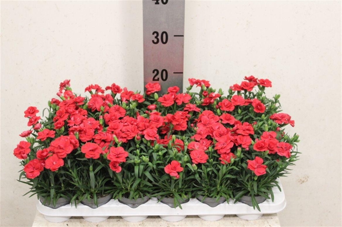 <h4>Dianthus mixkar 6 kleuren</h4>