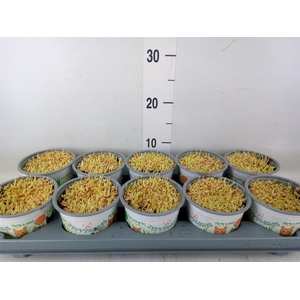 Hordeum sp.   ...kattegras zaai