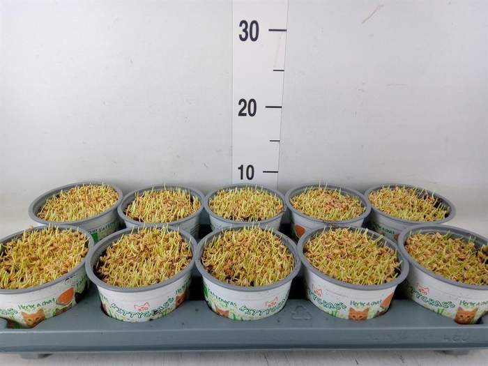 <h4>Hordeum sp.   ...kattegras zaai</h4>