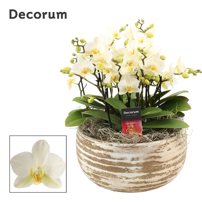 <h4>PHAL MF AN LAUSANNE</h4>