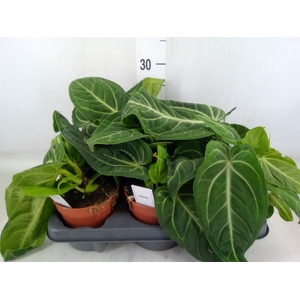 Anthurium   ...