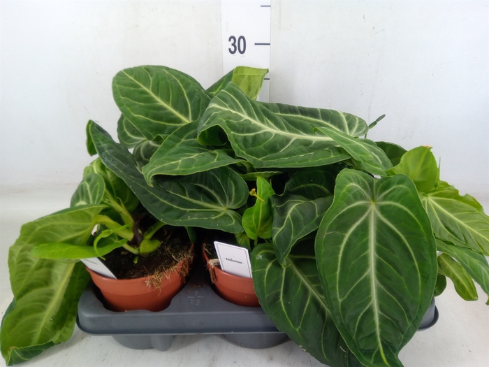 <h4>Anthurium   ...</h4>