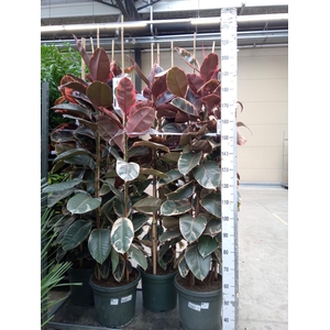 Ficus elastica 'Belize'