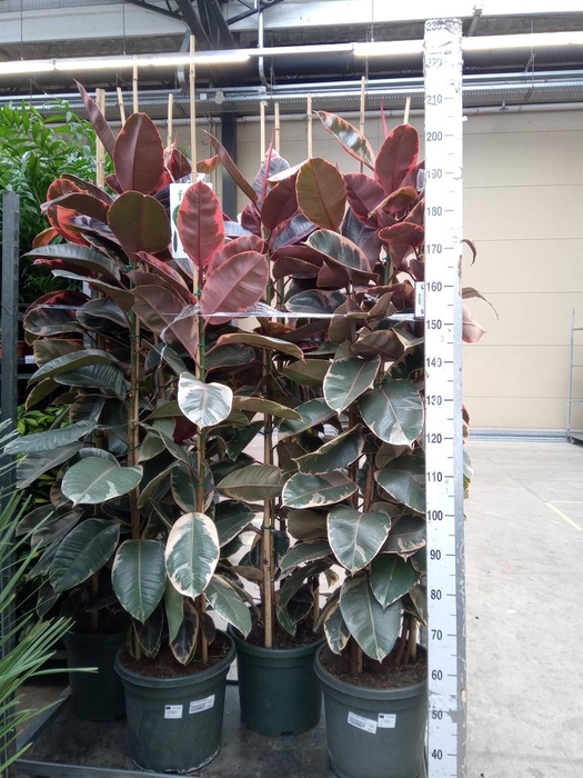 <h4>Ficus elastica 'Belize'</h4>