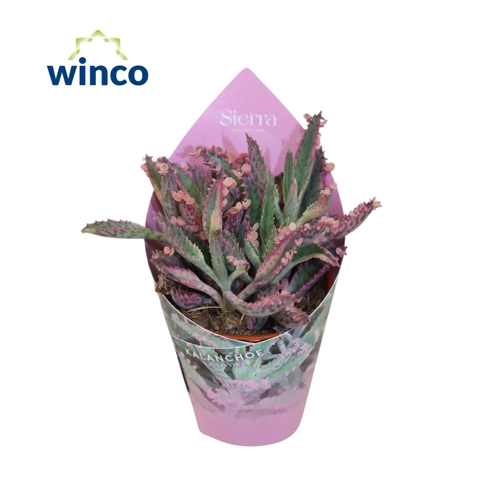 <h4>Sierra® - Kalanchoe "Pink Butterfly"(collection) Sierra Coll. Potcover</h4>