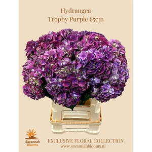 Hydr M Magical Trophy Paars