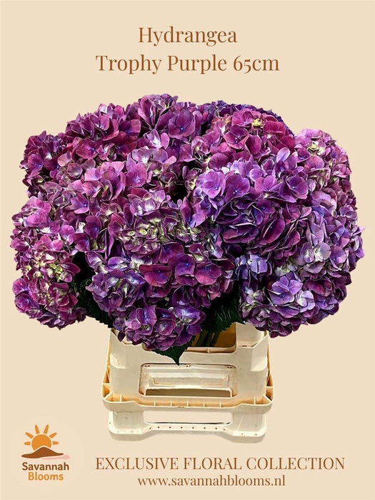 <h4>Hydr M Magical Trophy Paars</h4>