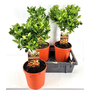 Citr Microcarpa 20+