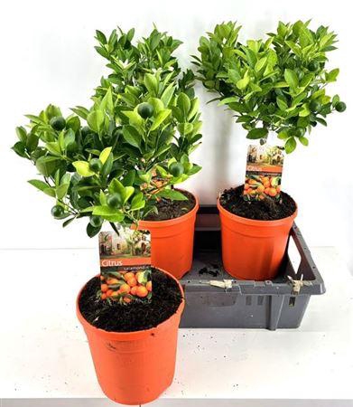 <h4>Citr Microcarpa 20 Fruits</h4>