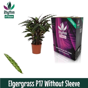 Calathea rufibarba 'Elgergrass'