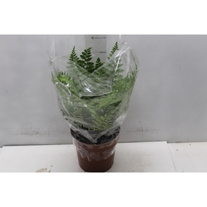 ASPLENIUM PARVATI P17