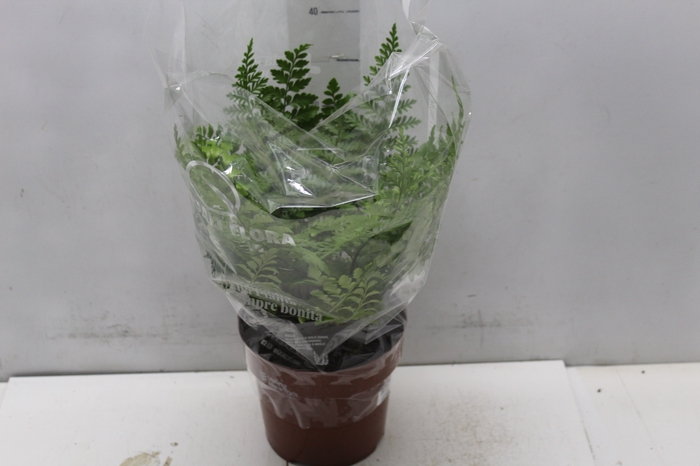 <h4>ASPLENIUM PARVATI P17</h4>