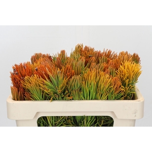 Cape Green Retzia Carpensis