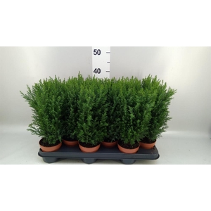 Chamaecyparis laws. 'Ellwoodii'